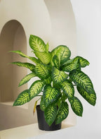 Dieffenbachia Tropic Snow