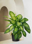 Dieffenbachia Tropic Snow