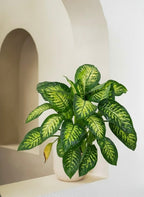 Dieffenbachia Tropic Snow