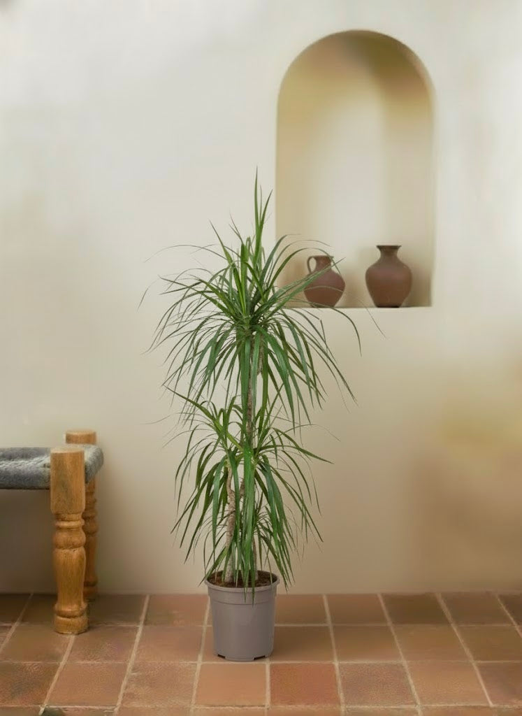 Dracaena Marginata