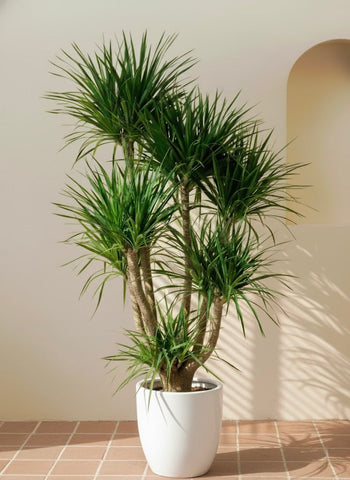 Dracaena Draco Multistem