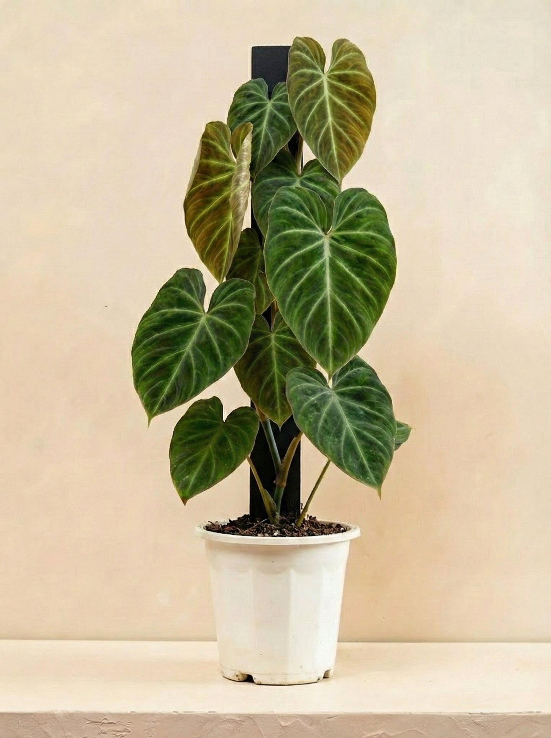 Ecuador Philodendron