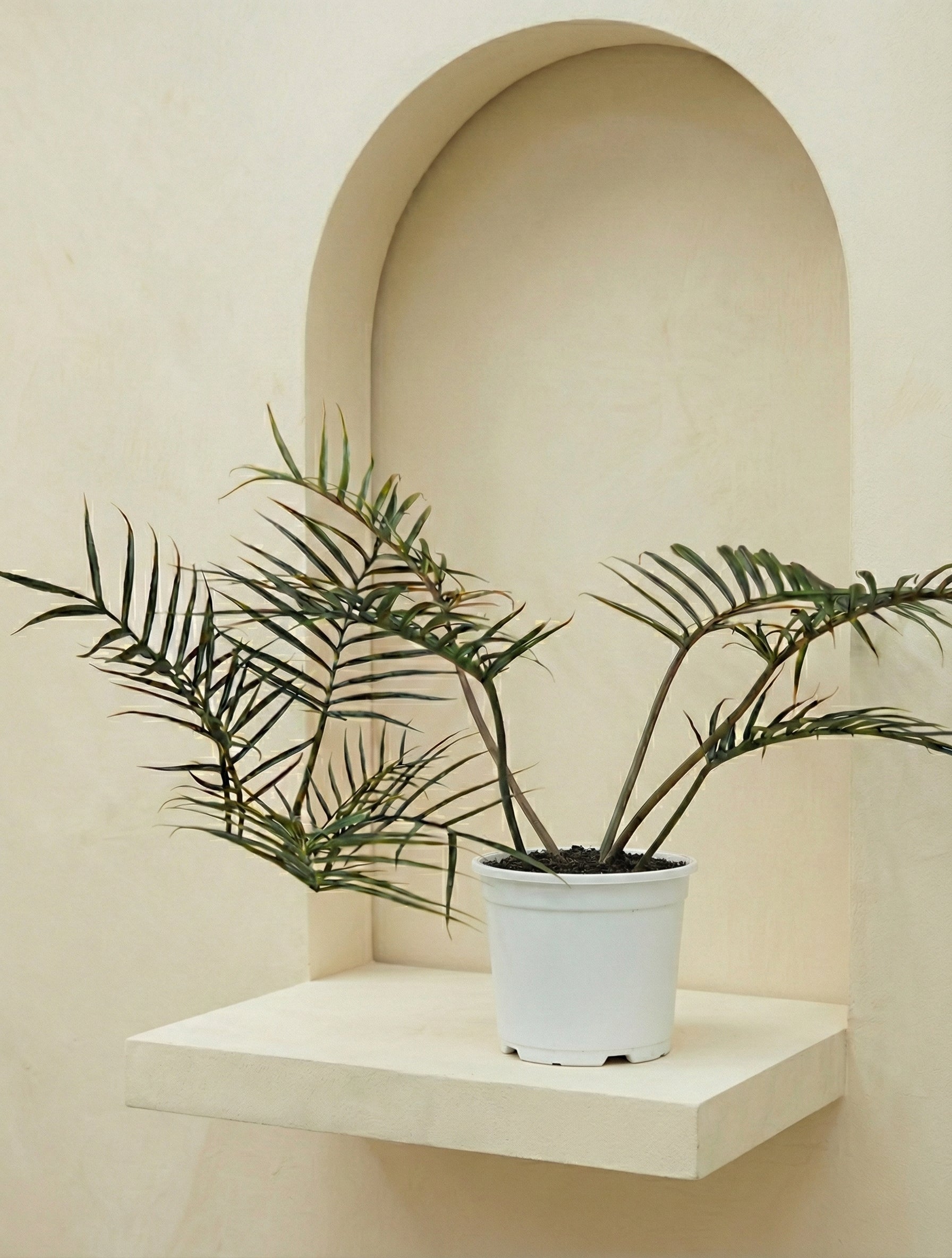 Fernleaf Philodendron