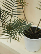 Fernleaf Philodendron