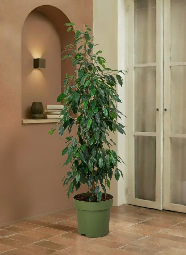 Ficus Benjamina