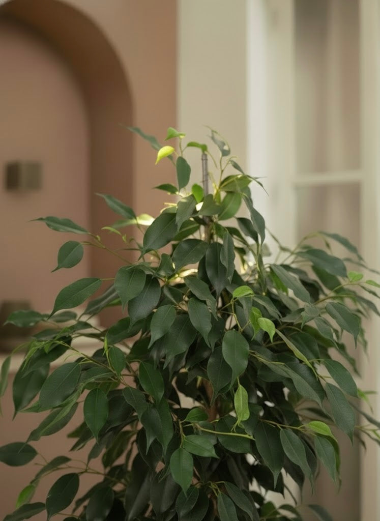 Ficus Benjamina
