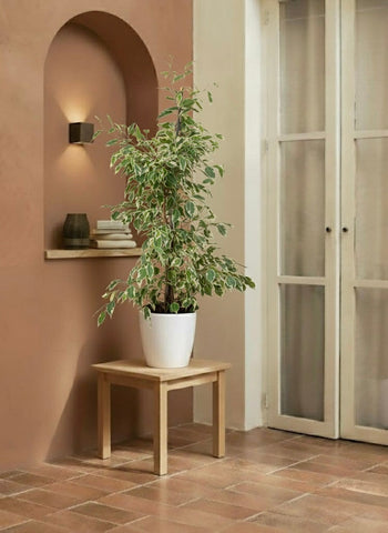Ficus Benjamina Starlight
