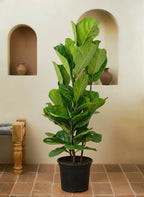 Fiddle Leaf Plant
