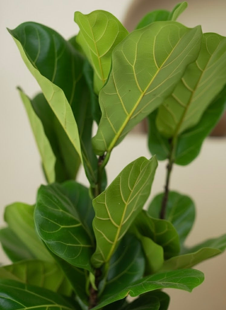 Fiddle Leaf Plant
