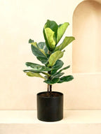 Fiddle Leaf Plant