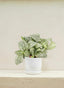 Fittonia Green