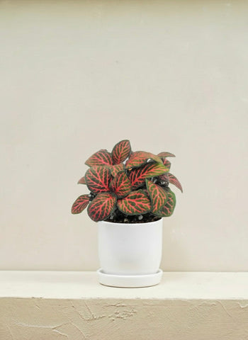 Fittonia Red