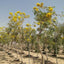 Golden Trumpet Tree