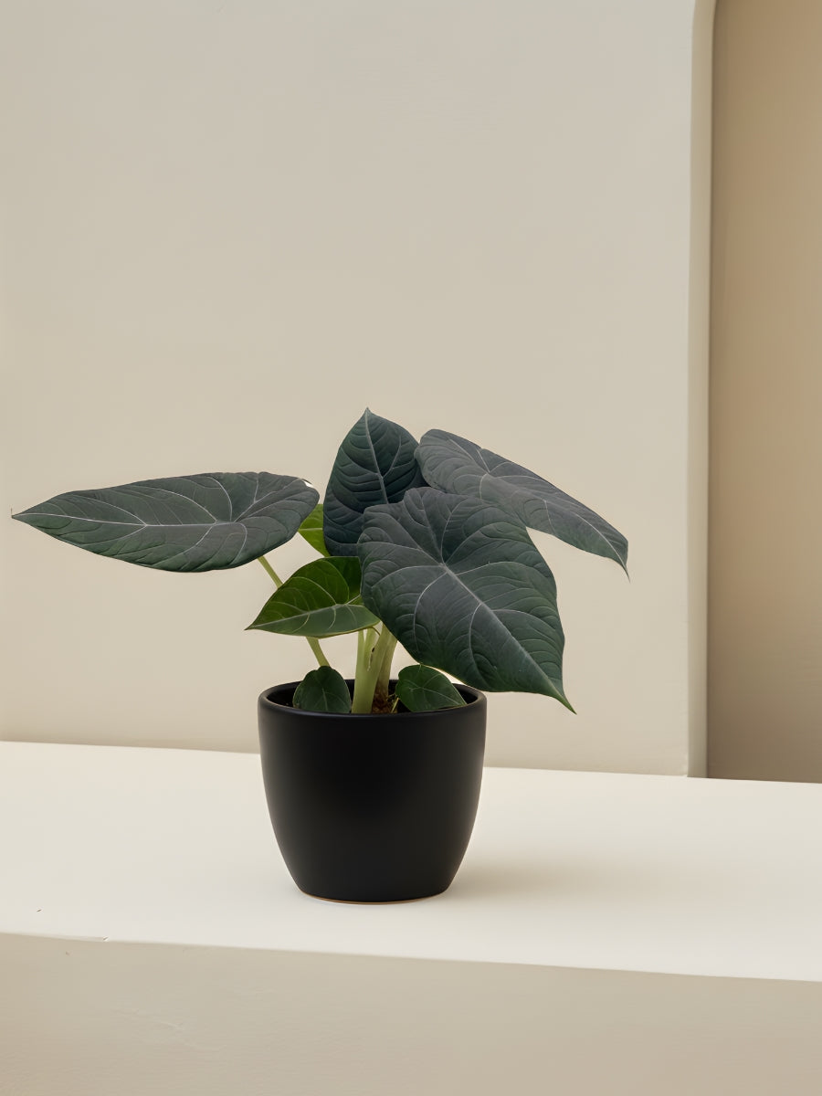 Alocasia Grey Dragon