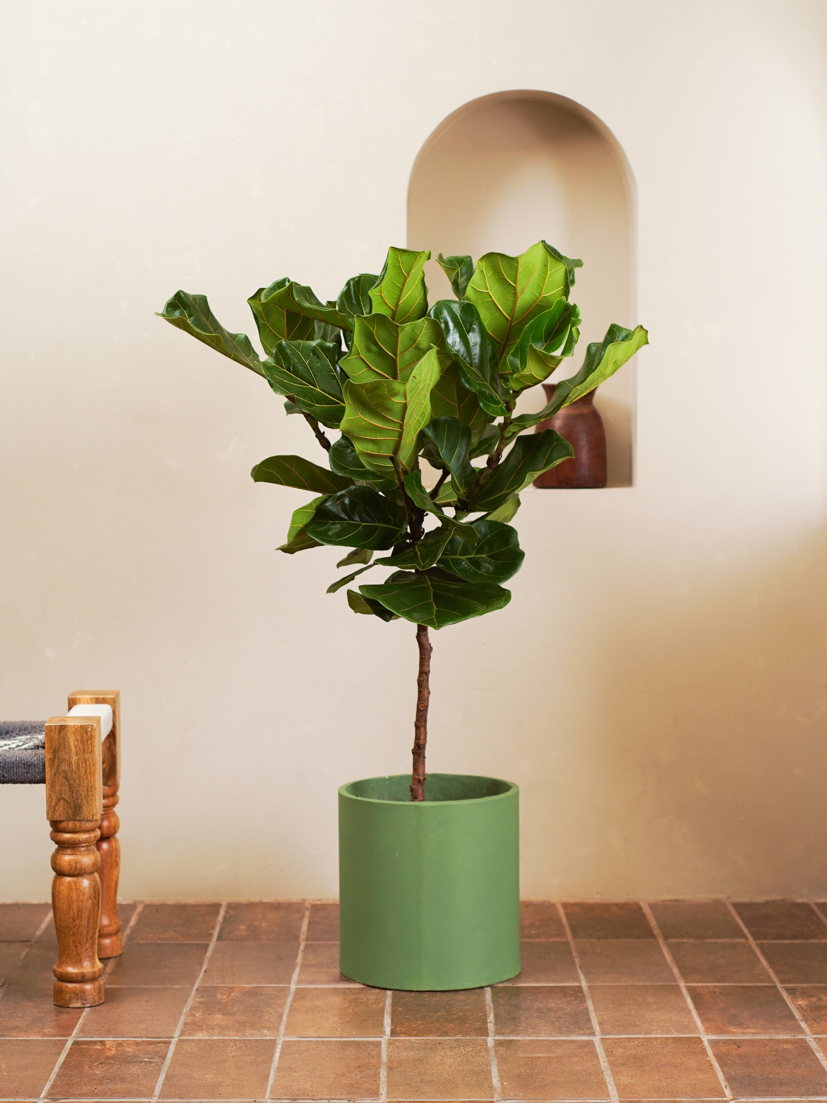 Fiddle Leaf Tree