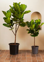 Fiddle Leaf Tree