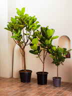 Fiddle Leaf Tree