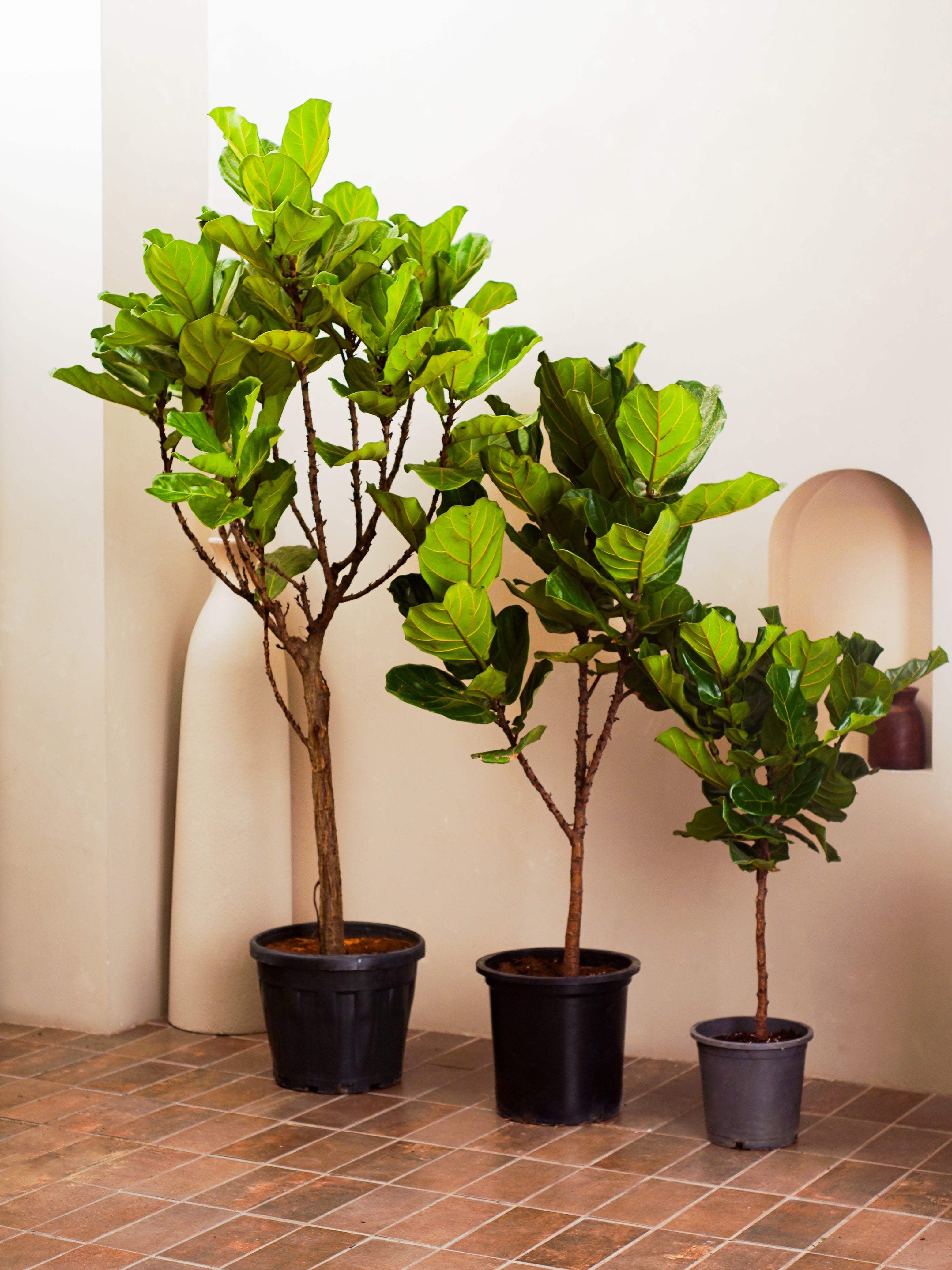 Fiddle Leaf Tree