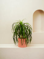 Dracaena Draco