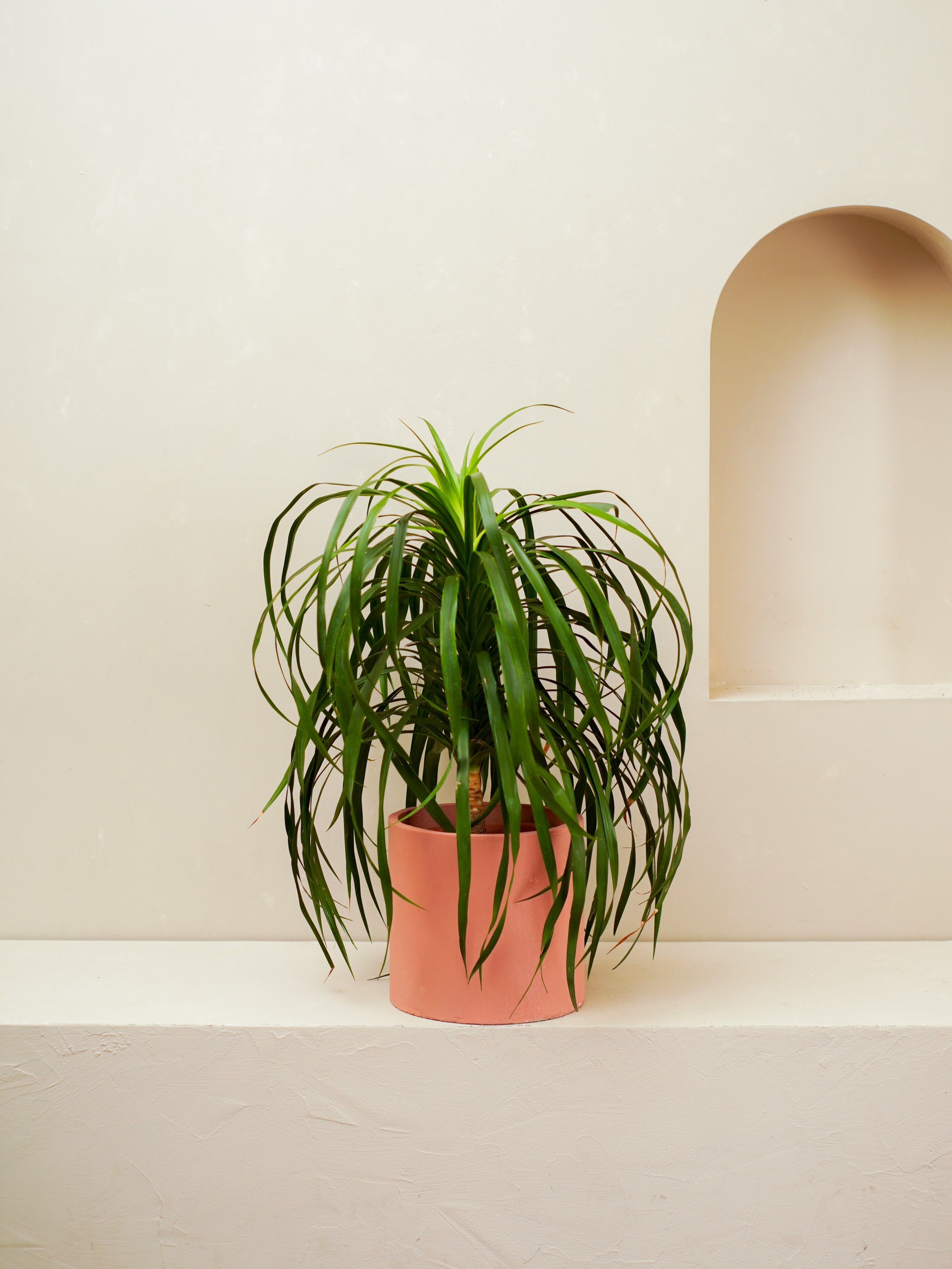 Dracaena Draco
