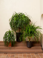 Dracaena Draco