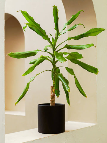 Cornstalk Plant Head