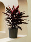 Cordyline