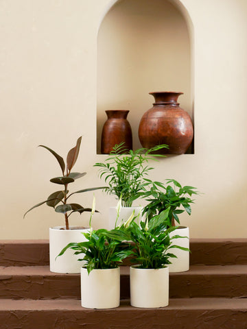 Tabletop Greenery