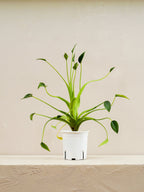 Alocasia Tiny Dancer