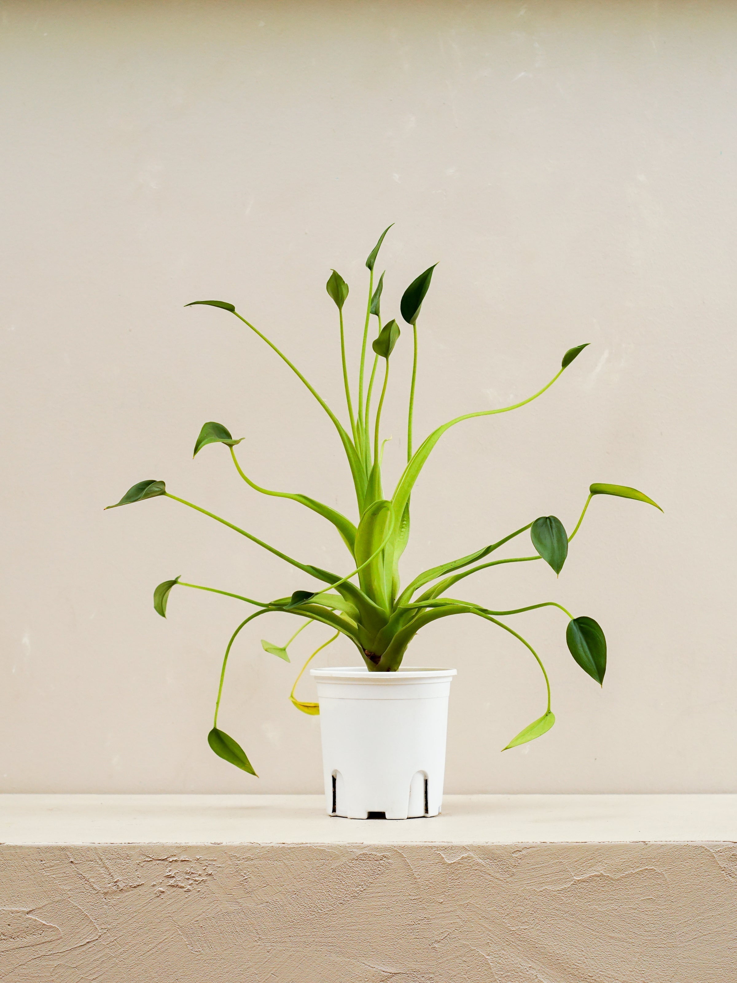 Alocasia Tiny Dancer