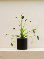 Alocasia Tiny Dancer