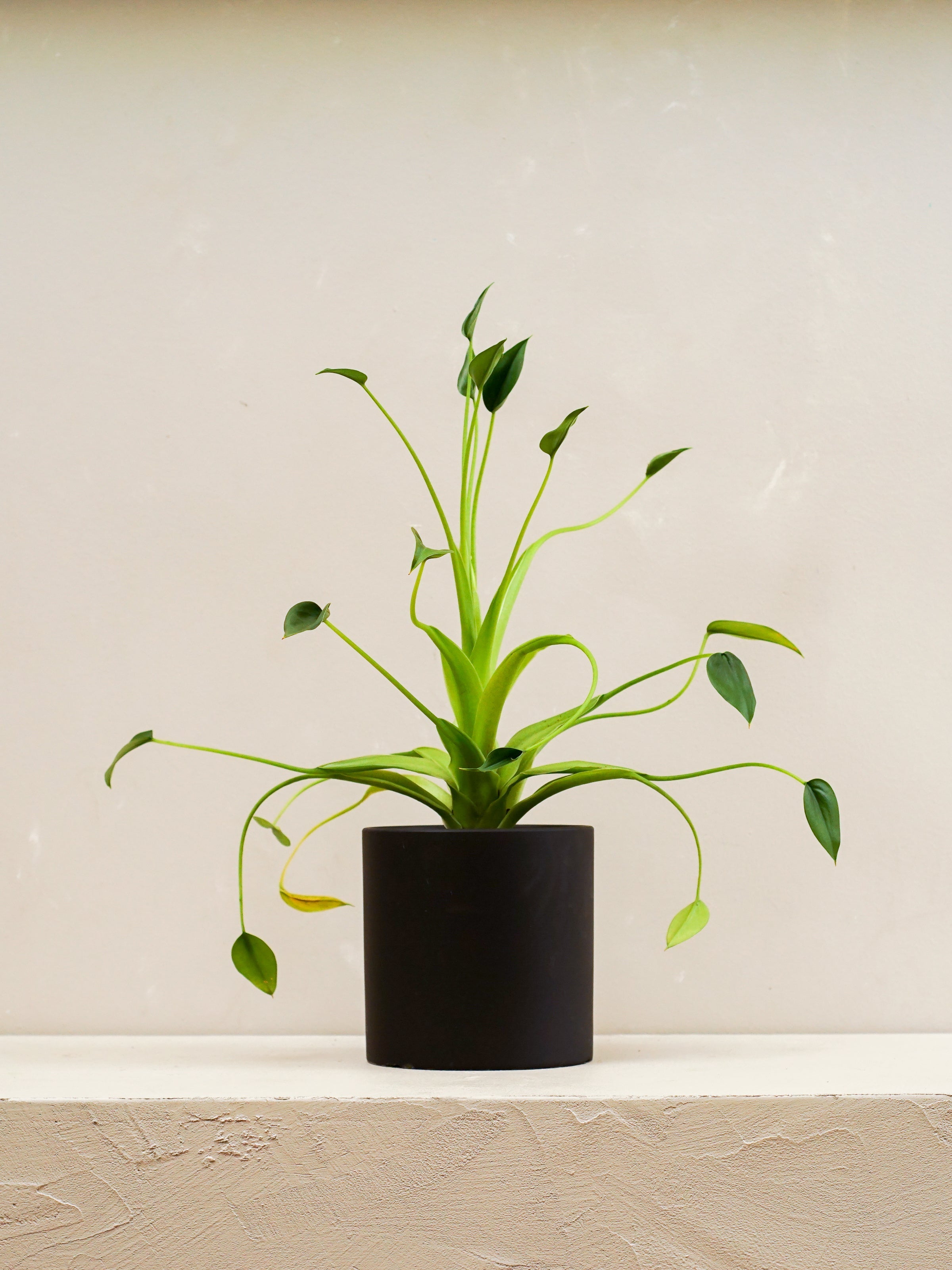 Alocasia Tiny Dancer