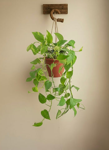 Hanging Money Plant
