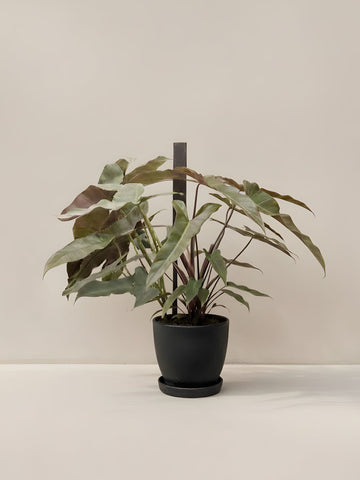 Holy Grail Philodendron