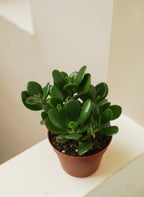 Jade Plant