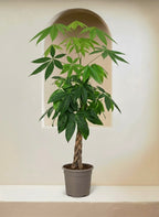 Money Tree
