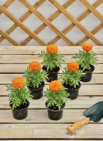 Marigold Mix