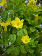 Mandevilla Climber
