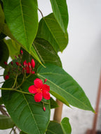 Spicy Jatropha