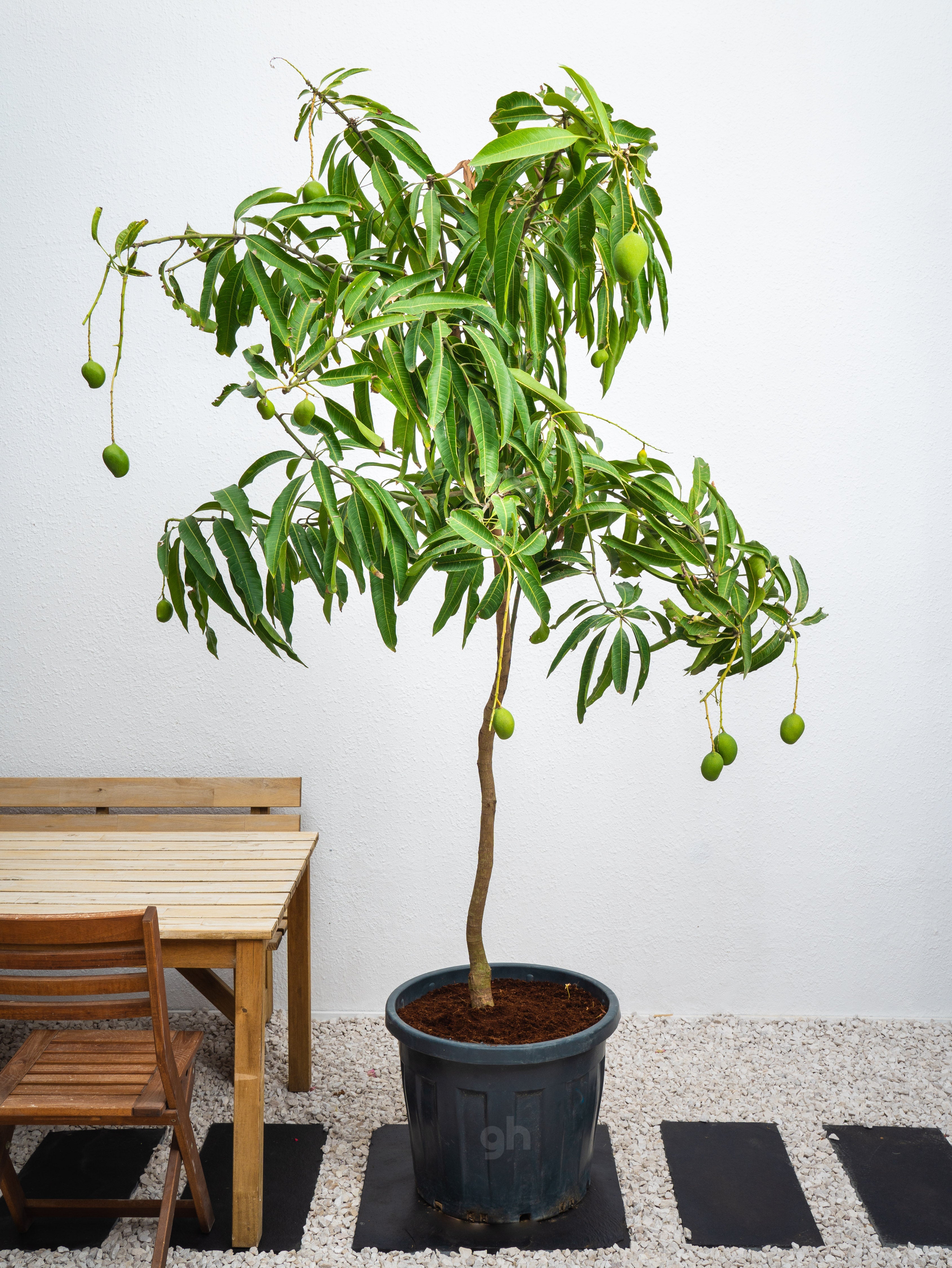 Mango Tree