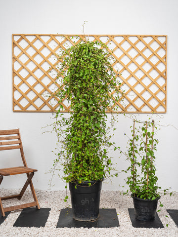 Jacquemontia Climber