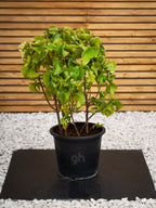 Acalypha Green