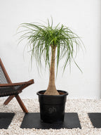 Elephant Foot Tree