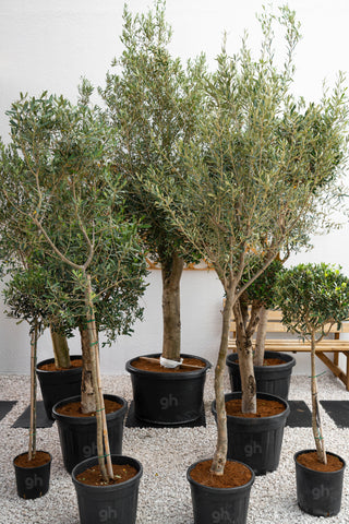 Olive Tree