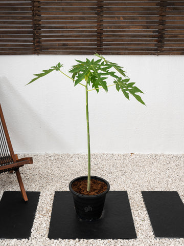 Papaya Tree
