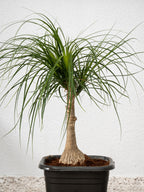 Elephant Foot Tree