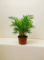 Parlor Palm