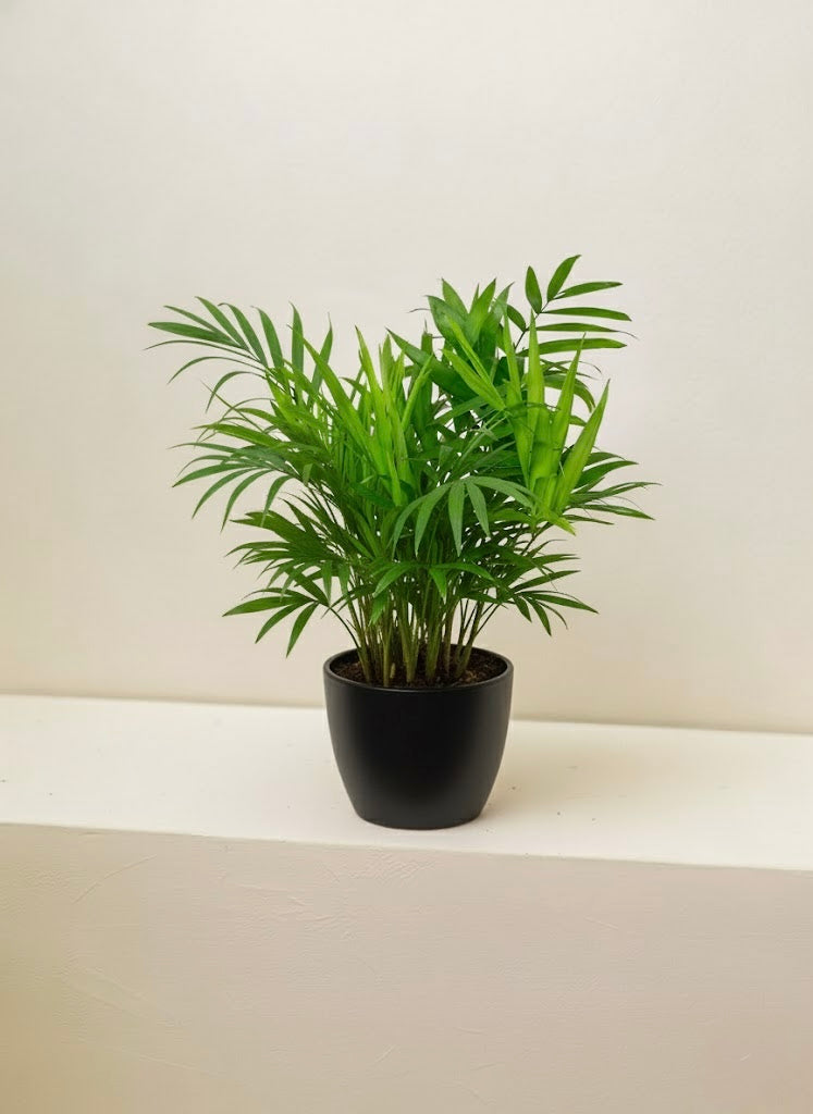 Parlor Palm