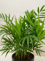 Parlor Palm