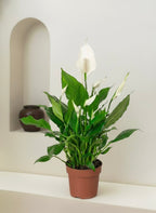 Peace Lily